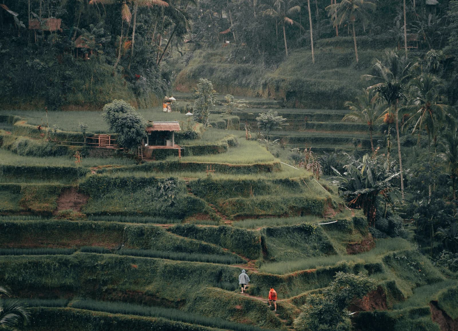 Tegalalang rice terraces near Ubud, Bali